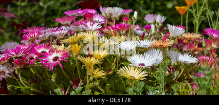 Mesembryanthemums in fiore in Nidderdale. North Yorkshire Foto Stock