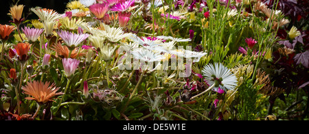 Mesembryanthemums in fiore in Nidderdale. North Yorkshire Foto Stock