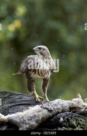 Poiana Buteo buteo alimentazione su un coniglio morto, East Yorkshire, Regno Unito Foto Stock