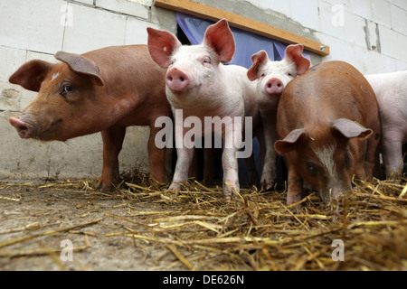 Villaggio splendente, Germania, Bentheim Black Pied porci e maiali Foto Stock