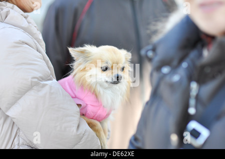 Un papillon, noto anche come un giocattolo continentale spaniel. Foto Stock