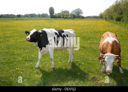 Hamm, Germania, bovini giovani pascolano nella Lippeauen Foto Stock