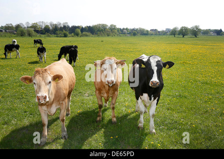 Hamm, Germania, bovini giovani pascolano nella Lippeauen Foto Stock