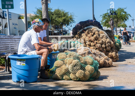 Spugna di smistamento dei pescatori e insacco catture nel dock sul Dodecaneso Blvd. in Tarpon Springs, in Florida Foto Stock