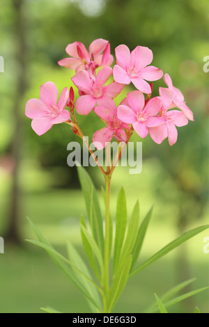 Dolce rosa Oleandro fiore (Nerium oleandes L) Foto Stock