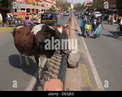 India Rajasthan, Jaipur, mucca in strada Foto Stock