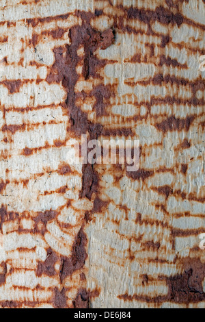 Eurasian castoro (Castor fiber) denti segni sulla betulla tronco di albero Foto Stock