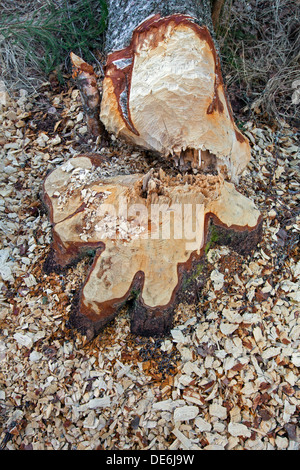 Trucioli di legno e i contrassegni dei denti su albero abbattuto da Eurasian castoro (Castor fiber) Foto Stock