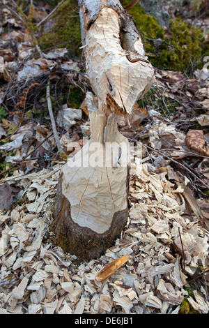 Trucioli di legno e i contrassegni dei denti su albero abbattuto da Eurasian castoro (Castor fiber) Foto Stock