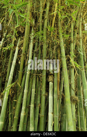 Il verde di alberi di bamboo sfondo texture Foto Stock