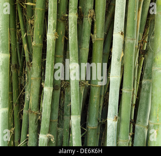 Il verde di alberi di bamboo sfondo texture Foto Stock