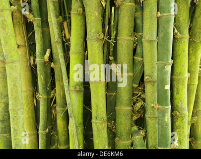 Il verde di alberi di bamboo sfondo texture Foto Stock