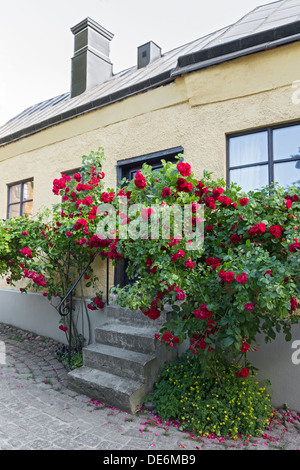 Le rose coltivate in prossimità di una casa a Visby, una città medievale dell'isola di Gotland (Svezia). Foto Stock