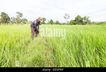 Agricoltore lavora sul campo di riso in Thailandia Foto Stock