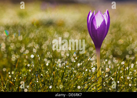 Crocus selvatici (Crocus nudiflorus) fioritura. Posets-Maladeta parco naturale. Pirenei. Huesca. Aragona. Spagna. Foto Stock