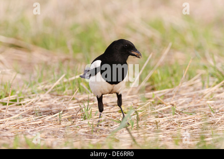 Gazza comune (Pica pica) in cerca di cibo sul terreno. Lleida. La Catalogna. Spagna. Foto Stock