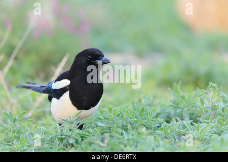 Gazza comune (Pica pica) in cerca di cibo sul terreno. Lleida. La Catalogna. Spagna. Foto Stock