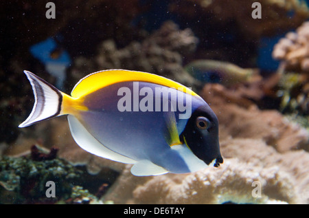 Blu polvere Surgeonfish, - Acanthurus leucosternon, un pesce tropicale trovato nell'Indo-Pacifico Foto Stock