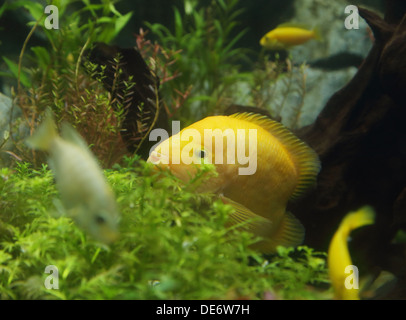 Zebrasoma flavescens in acquario contro la barriera corallina Foto Stock