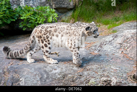 Maschio adulto snow leopard camminando sulle rocce Foto Stock