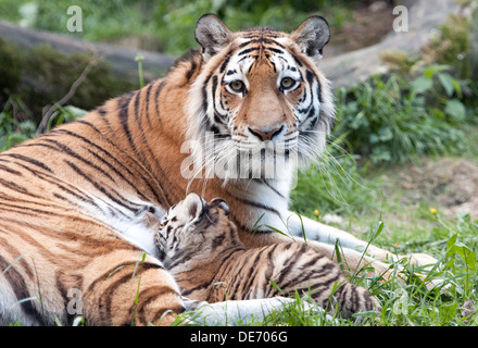 Tigre di Amur madre con alimentazione cub Foto Stock