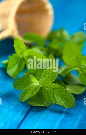 Muña peruviana (lat. Minthostachys mollis) è a base di erbe e piante medicinali con un gusto simile alla menta Foto Stock