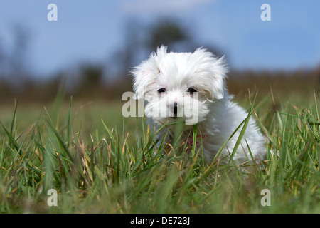 Carino perso il maltese puppy dog sitter in erba lunga Foto Stock