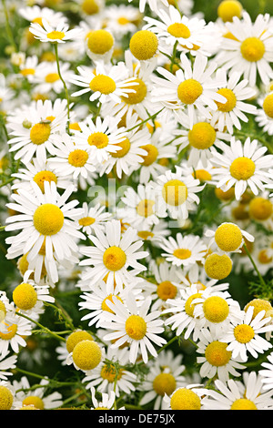 Fioritura camomilla crescendo in prato estivo close up Foto Stock