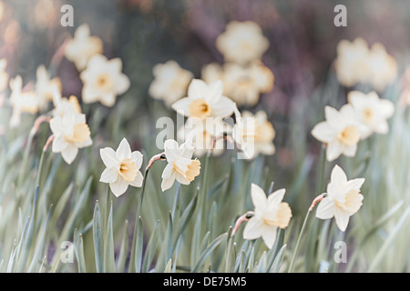 Campo di fioritura daffodil bianco fiori in primavera Foto Stock