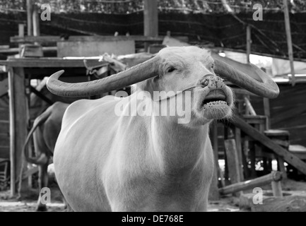 Bufalo d'acqua (bianco e nero tono) Foto Stock
