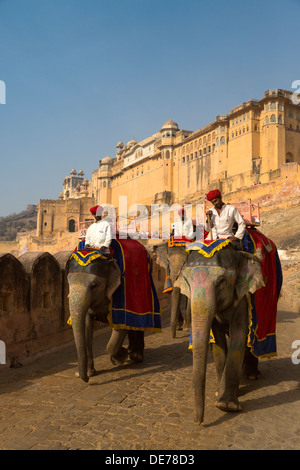 India Rajasthan, Jaipur, gli elefanti al forte amber Foto Stock