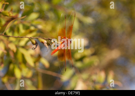dragonfly skimmer di fiamma anche conosciuto come skimmer del firecracker (Libellula saturata).nativo al Nord America occidentale Foto Stock