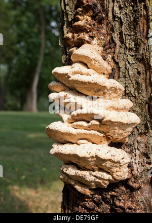 La staffa di funghi, aka ripiano funghi che crescono su albero di acero tronco (staffa fungo, mensola fungo) - USA Foto Stock