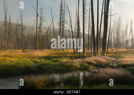 Fotografia della valle del Gibbone River a sunrise. Parco Nazionale di Yellowstone. Foto Stock