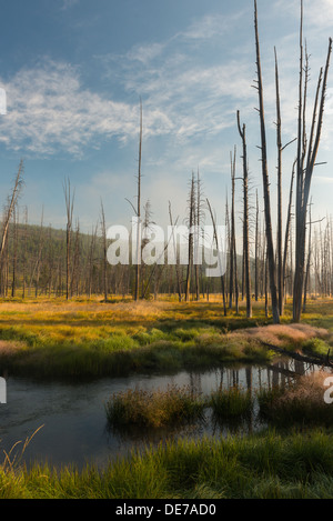 Fotografia della valle del Gibbone River a sunrise. Parco Nazionale di Yellowstone. Foto Stock