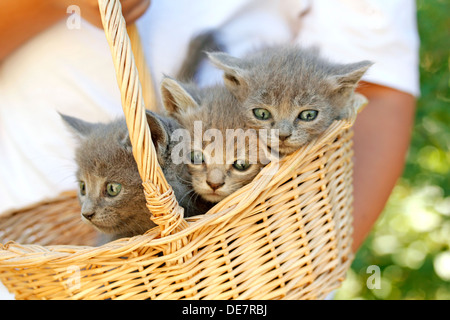 Gattini in un cesto Foto Stock