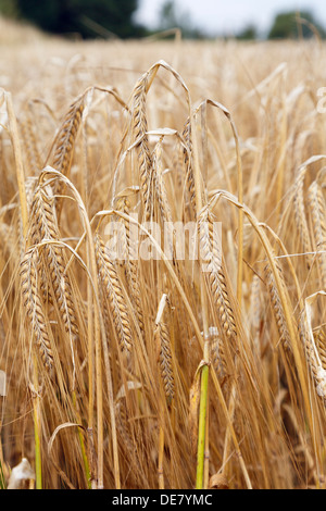 In prossimità di un campo di mais di ripe di orzo raccolto di cereali (Hordeum vulgare) nella tarda estate nel Kent, Inghilterra, Regno Unito, Gran Bretagna Foto Stock