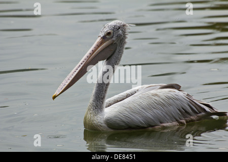Great White Pelican sull'acqua. Foto Stock