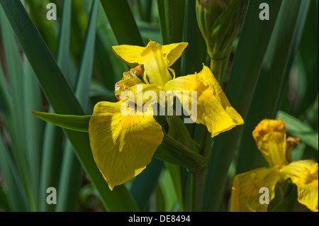Bandiera gialla iris, Iris pseudocorus, fiore Foto Stock