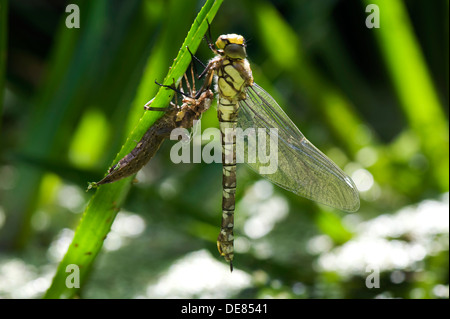 Un Southern hawker dragonfly, Aeshna cyanea, recentemente emerse dalla sua esuvia sulla foglia di un soldato di acqua in un laghetto in giardino Foto Stock