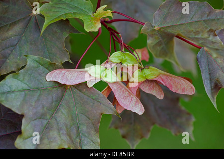 Semi, elicotteri o tasti su e ornamentali lasciava rosso acero, Acer, Foto Stock