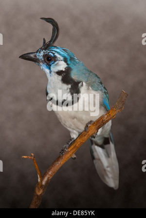 White Throated Magpie Jay (calcocitta formosa) Foto Stock