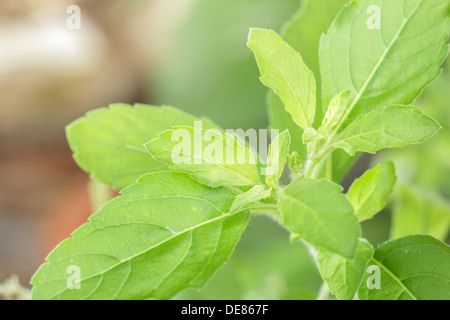 Basilico santo,Ocimum sanctum Foto Stock