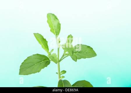 Basilico santo sul verde - sfondo bianco ,Ocimum sanctum Foto Stock