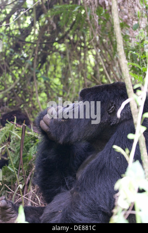 Gorilla Silverback profilo maschio alfa vulcanico Virunga foresta di pioggia il Parco Nazionale delle montagne del Ruanda specie in via di estinzione Foto Stock