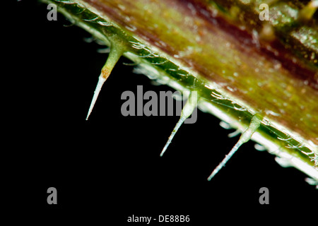 Ortica, pungente di ortica, pungente peli tricomi, Brennhaar, Brennhaare Große Brennnessel, Brennessel, Urtica dioica Foto Stock