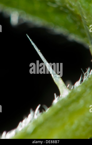 Ortica, pungente di ortica, pungente peli tricomi, Brennhaar, Brennhaare Große Brennnessel, Brennessel, Urtica dioica Foto Stock