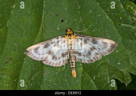 Piccola gazza, Brennnessel-Zünsler, Anania hortulata, Eurrhypara hortulata, Eurrhypara urticata, Eurrhypara urticalis Foto Stock