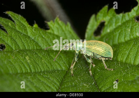 Foglia di ortica curculione, Brennesselblattrüssler, Brennnesselblatt-Rüssler, Grünrüssler, Phyllobius pomaceus, Metaphyllobius pomaceus Foto Stock