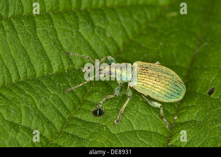 Foglia di ortica curculione, Brennesselblattrüssler, Brennnesselblatt-Rüssler, Grünrüssler, Phyllobius pomaceus, Metaphyllobius pomaceus Foto Stock